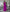 Women's Tiered Ruffle Wide-Leg Pants Set – Cropped Spaghetti Strap Top
