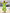 Women's Ruffled Sleeve Midi Traditional Dress