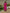 Classic Button-Embellished Tiered Long-Sleeve Knited Dress with Waist Belt for Vintage Daily Style