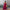 Tiered Sheer Overlay Maxi Dress with Off-the-Shoulder Sleeves